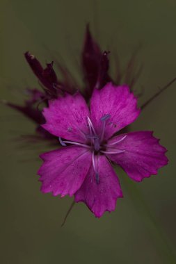 Yeşil arka planda karanfil çiçeği, bak sığ alan derinliği