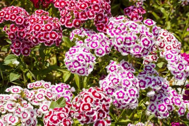 Odak noktasında yabani çiçek karanfili, dikkat edin sığ tarlanın derinliği