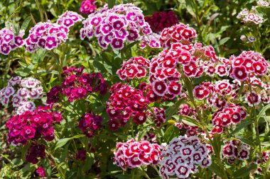 Odak noktasında yabani çiçek karanfili, dikkat edin sığ tarlanın derinliği