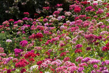 Çayırdaki karanfil çiçeği, tarlanın sığ derinliğine dikkat et.