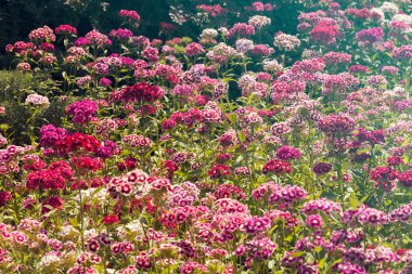 Çayırdaki karanfil çiçeği, tarlanın sığ derinliğine dikkat et.
