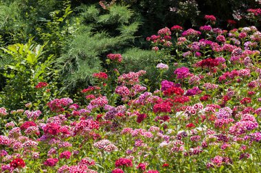 Çayırdaki karanfil çiçeği, tarlanın sığ derinliğine dikkat et.