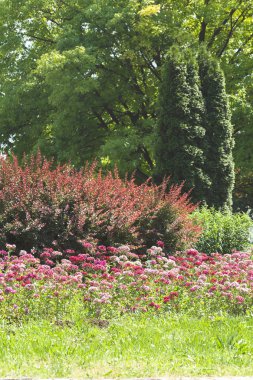Çayırdaki karanfil çiçeği, tarlanın sığ derinliğine dikkat et.