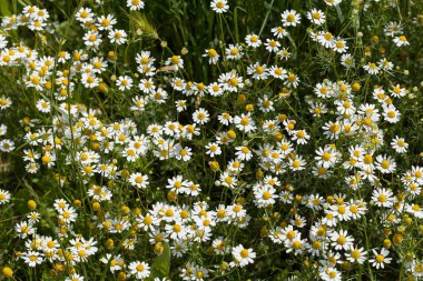 Çayırda papatya çayı, tarlanın derinliğine dikkat edin.