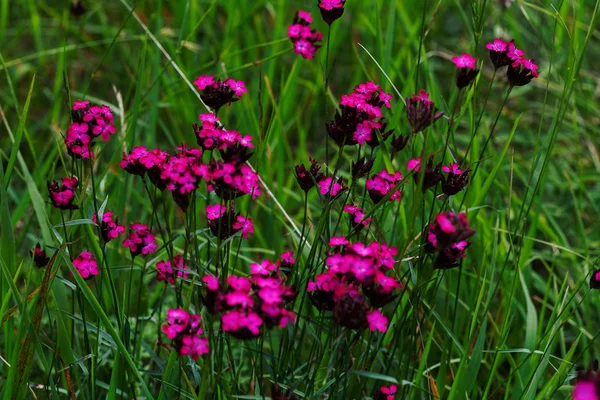 wild carnations bloomed in the grass, note shallow depth of field