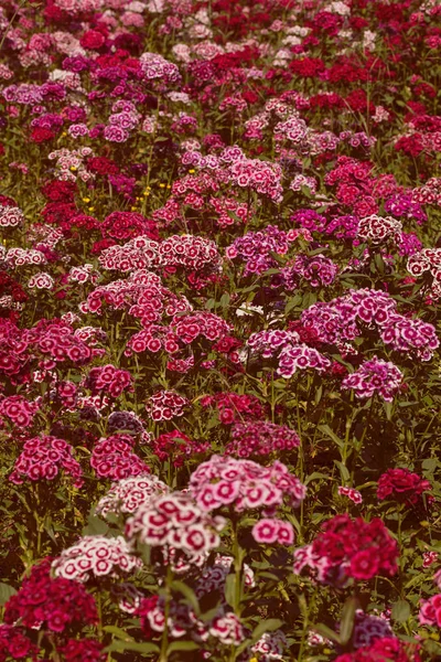 Flores Silvestres Clavel Foco Nota Poca Profundidad Campo —  Fotos de Stock