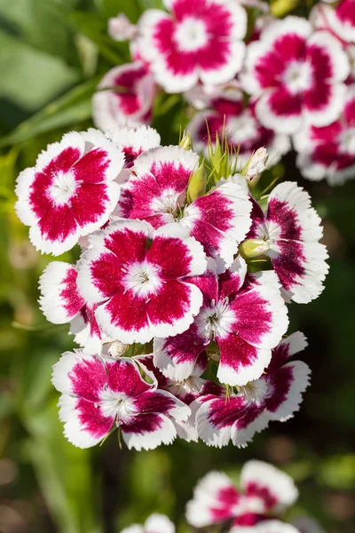 Vilda Blommor Nejlika Fokus Notera Grunt Skärpedjup — Stockfoto