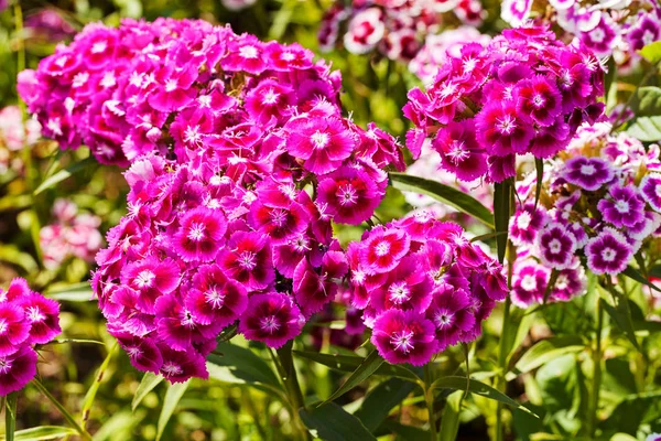 Wilde Bloemen Anjer Focus Opmerking Ondiepe Diepte Van Het Veld — Stockfoto