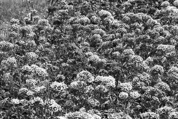 Flor Cravo Selvagem Campo Observe Profundidade Rasa Campo — Fotografia de Stock