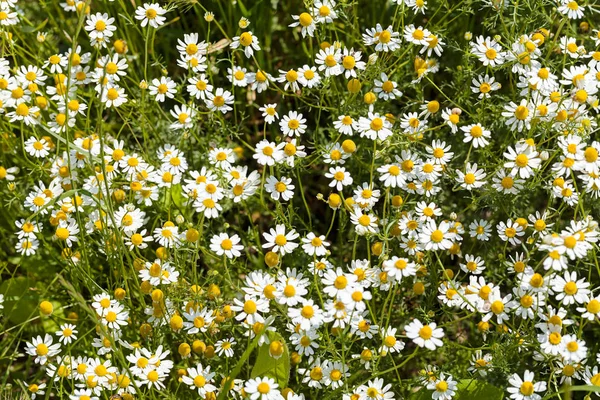 Chamomile Meadow Note Shallow Depth Field — Stock Photo, Image