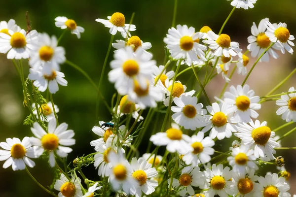 Chamomile Flowers Focus Green Background Note Shallow Depth Field — Stock Photo, Image