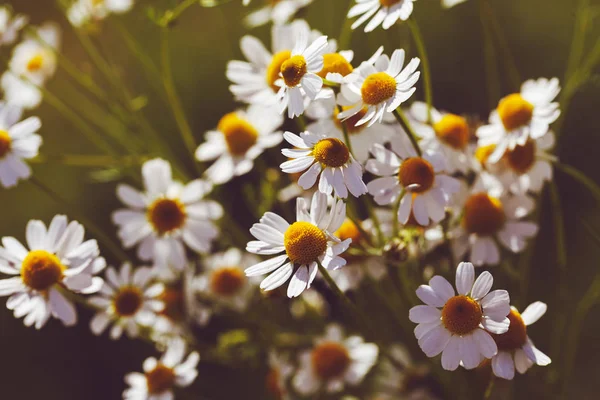 Chamomile Flowers Focus Green Background Note Shallow Depth Field — Stock Photo, Image