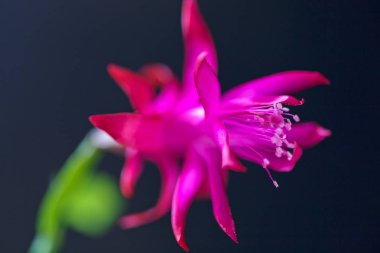 Siyah arka planda güzel pembe çiçeğin soyutlanması, yüzeysel alan derinliğine dikkat edin.