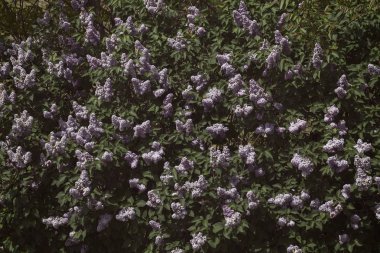 Eflatun Bloom, Not alan sığ derinliği şubeler