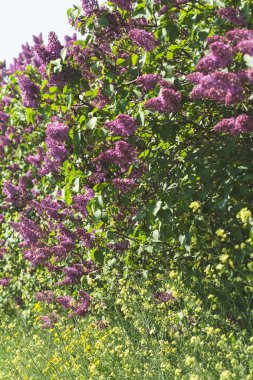 Eflatun Bloom, Not alan sığ derinliği şubeler