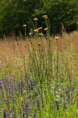 Sarı karahindiba tarlada yabani çiçeklerle çevrili, sığ alan derinliğine dikkat edin.