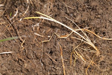 Doğadaki genç bitkiler, yüzeysel alan derinliğine dikkat edin.