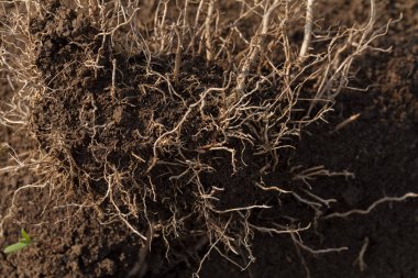 Doğadaki kökler, yüzeysel alan derinliğine dikkat edin.
