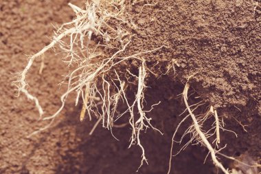 Doğadaki kökler, yüzeysel alan derinliğine dikkat edin.