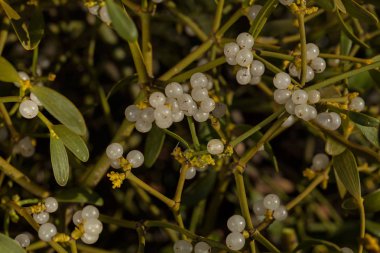 Dallarında meyveler olan ökseotu bitkisi, tarlanın sığ derinliğine dikkat edin.