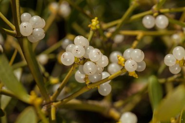 Dallarında meyveler olan ökseotu bitkisi, tarlanın sığ derinliğine dikkat edin.