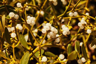 Dallarında meyveler olan ökseotu bitkisi, tarlanın sığ derinliğine dikkat edin.
