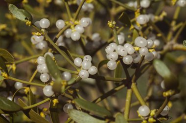 Dallarında meyveler olan ökseotu bitkisi, tarlanın sığ derinliğine dikkat edin.