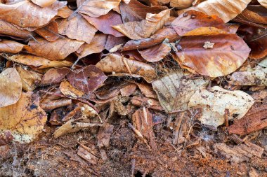 Not alan sığ derinliği yere düşen yapraklar solmuş