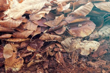 Not alan sığ derinliği yere düşen yapraklar solmuş