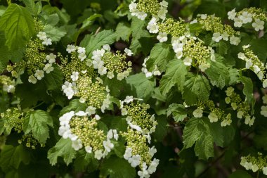 ornamental shrubs with white flowers in bloom, note shallow depth of field clipart
