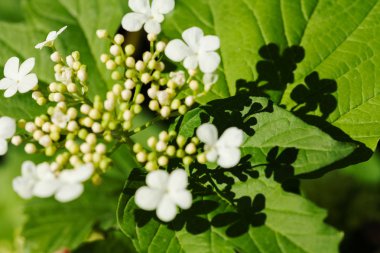 Beyaz çiçekli süslü çalılar, sığ alan derinliğine dikkat edin.