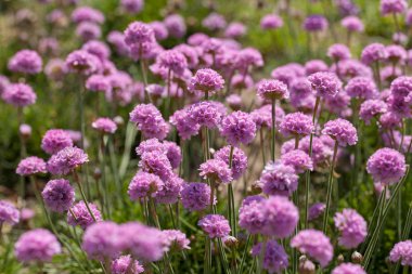 Pembe çiçekli Hollanda otları, tarlanın sığ derinliğine dikkat edin.