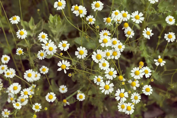 Chamomile Meadow Note Shallow Depth Field — Stock Photo, Image