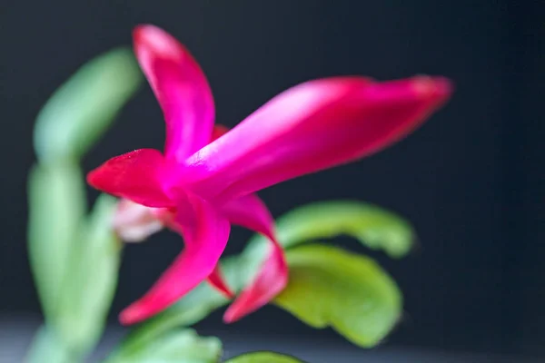 Beautiful Pink Flower Green Leaves Blurred Black Background Note Shallow — Stock Photo, Image