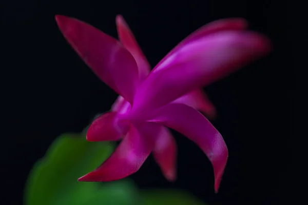 Beautiful Pink Flower Green Leaves Blurred Black Background Note Shallow — 스톡 사진
