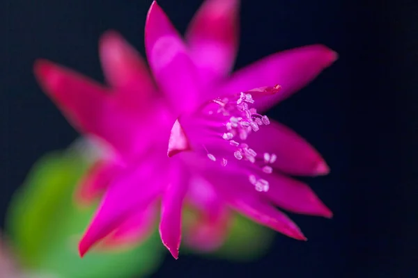 Beautiful Pink Flower Dark Background Note Shallow Depth Field — Stock Photo, Image