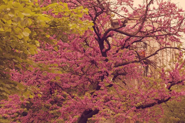 Arbre Avec Des Fleurs Roses Dans Bois Note Faible Profondeur — Photo