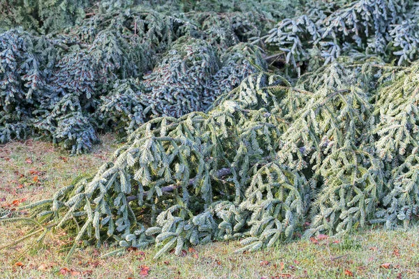 Pokácené Vánoční Stromeček Půdě Přírodě Poznámka Mělká Hloubka Pole — Stock fotografie