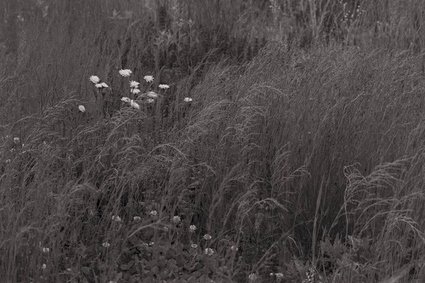 草原の多くの種類の花畑の浅い深さに注意してください — ストック写真