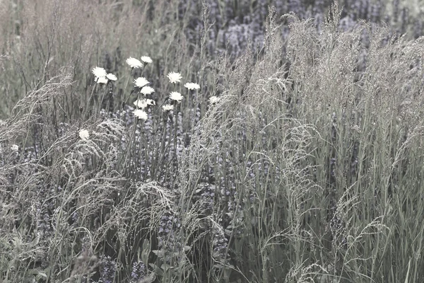 Vele Soorten Bloemen Weide Let Ondiepe Diepte Van Het Veld — Stockfoto