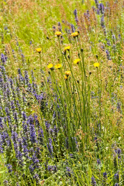 Yellow Dandelion Wild Flowers Field Note Shallow Depth Field — Stock Photo, Image