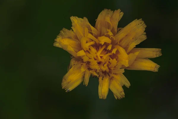 Flor Amarilla Fondo Verde Borroso Nota Poca Profundidad Campo —  Fotos de Stock