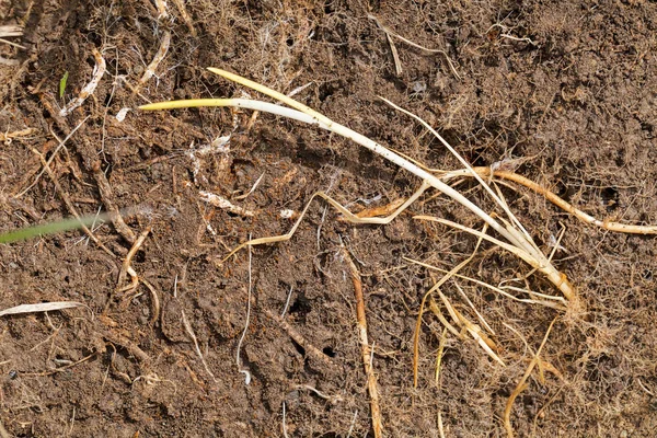 Doğadaki genç bitkiler, yüzeysel alan derinliğine dikkat edin.