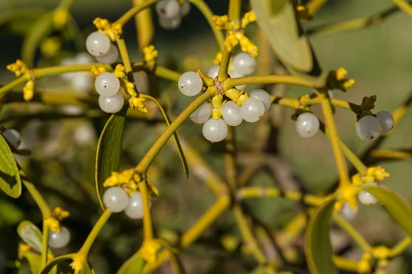 Dallarında meyveler olan ökseotu bitkisi, tarlanın sığ derinliğine dikkat edin.