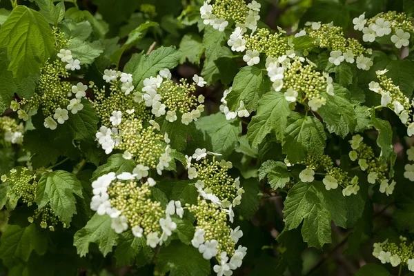 Arbustos Ornamentales Con Flores Blancas Flor Nota Poca Profundidad Campo — Foto de Stock