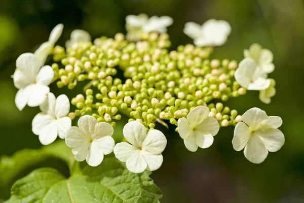 Arbustos Ornamentales Con Flores Blancas Flor Nota Poca Profundidad Campo — Foto de Stock