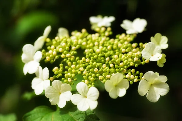 Ornamental Shrubs White Flowers Bloom Note Shallow Depth Field — Stock Photo, Image