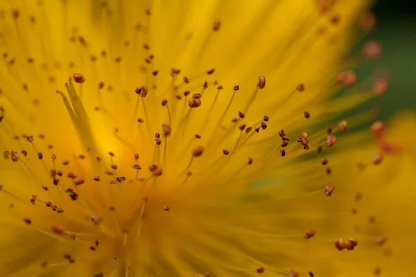 雄蕊の多い黄色い花を開き畑の浅深さに注意してください — ストック写真