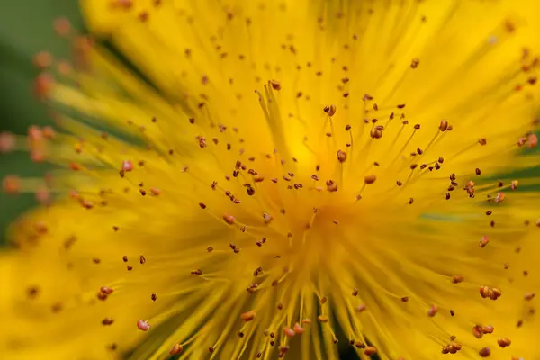 Открытый Желтый Цветок Большим Количеством Тычинок Обратите Внимание Низкую Глубину — стоковое фото