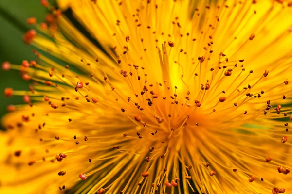 Flor Amarela Aberta Com Muitos Estames Observe Profundidade Rasa Campo — Fotografia de Stock
